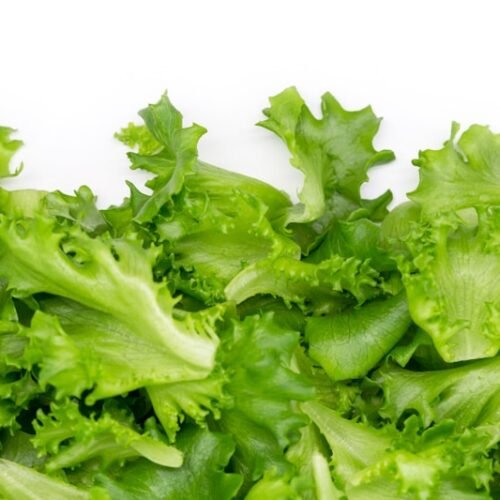 Romaine Lettuce