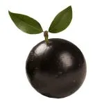 Jabuticaba Cada